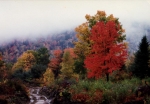 trees-ico.JPG (17049 bytes)